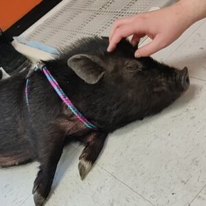 CDM Litter Older Pigs