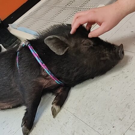 CDM Litter Older Pigs