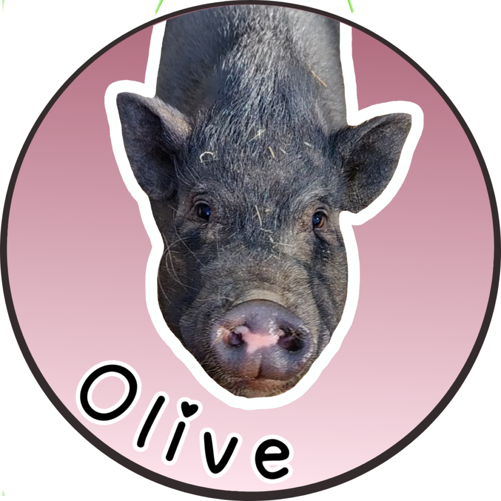Olive American Mini Pig