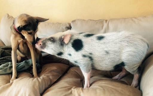 Juliana Pig on a couch next to a dog. Image Provided and Permitted by the AMPA