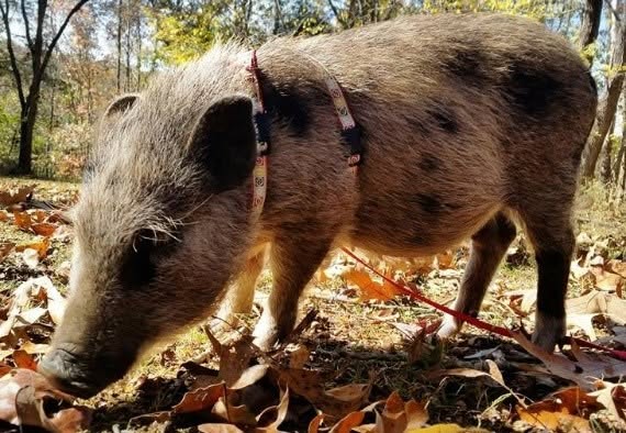 Juliana Pig in a harness outside. Image Provided and Permitted by the AMPA