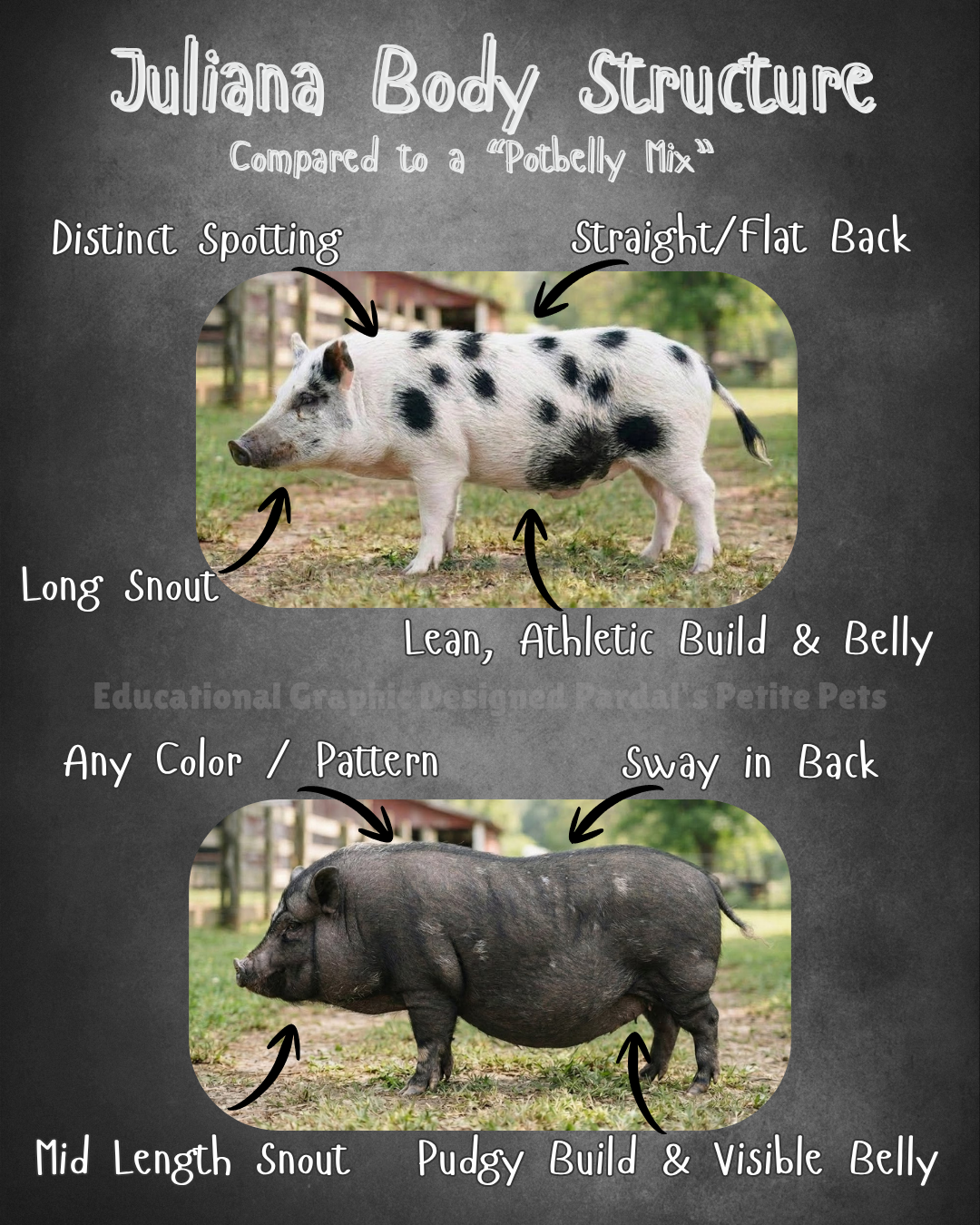Graphic Depicting Differences between Juliana Mini Pigs and Potbelly Mixes. Graphic Illustrated with help of AI and Designed by Pardal's Petite Pets