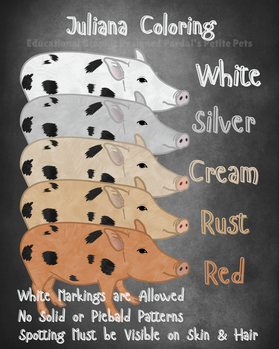 Graphic Depicting Different Colors Juliana Mini Pigs come in. Graphic Illustrated and Designed by Pardal's Petite Pets